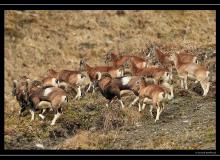 Mouflon dans la region de Champery