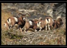 Mouflon dans la region de Champery