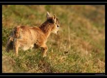 Mouflon dans la region de Torgon