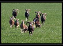 Mouflon dans la region de la plaine du Rhone