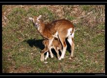 Mouflon dans la region de Torgon
