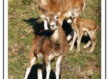 Mouflon dans la region de Torgon