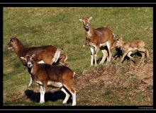 Mouflon dans la region de Torgon