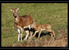 Mouflon dans la region de Torgon