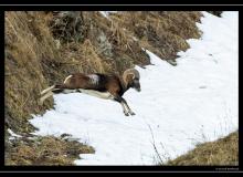 Mouflon