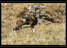 Mouflon