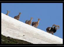 Mouflon dans la region de Torgon