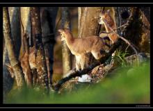 Mouflon dans la region de Torgon