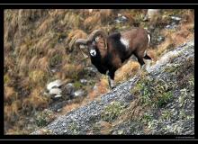 Mouflon dans la region de Champery
