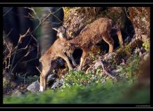 Mouflon dans la region de Torgon