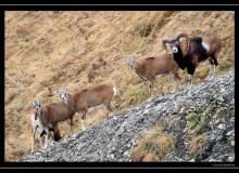 Mouflon dans la region de Champery