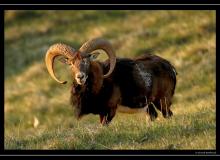 Mouflon dans la region de Torgon