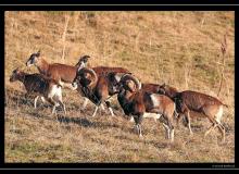 Mouflon dans la region de Champery