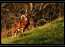 Mouflon dans la region de Torgon