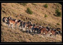 Mouflon dans la region de Champery