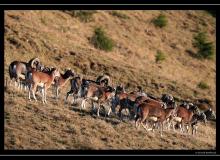 Mouflon dans la region de Champery