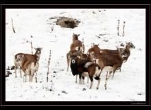 Mouflon dans la region de Champery