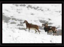 Mouflon dans la region de Champery