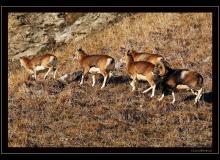 Mouflon dans la region de Champery