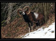 Mouflon