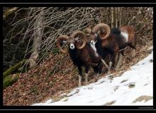Mouflon