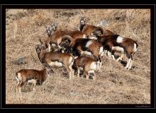 Mouflon du Val d'Illiez