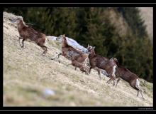 Mouflon dans la region de Champery