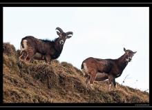 Mouflon dans la region de Torgon