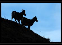 Mouflon dans la region de Torgon