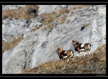 Mouflon au col de Cou