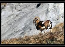 Mouflon au col de Cou