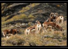 Mouflon dans la region de Champery