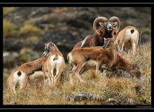 Mouflon dans la region de Champery