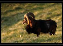 Mouflon dans la region de Torgon
