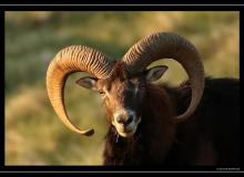 Mouflon dans la region de Torgon
