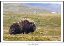 Le boeuf musque au parc national Dovrefjell