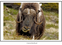 Le boeuf musque au parc national Dovrefjell