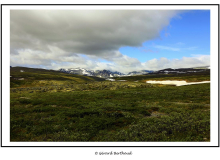 Parc National Dovrefjell