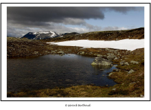 Parc National Dovrefjell