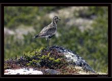 Parc National Dovrefjell