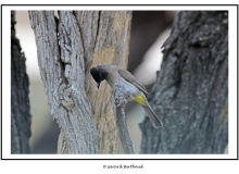Bulbul brunoir