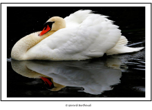 Cygne