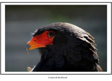 Aigle bateleur