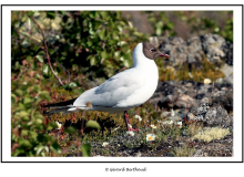 Mouette rieuse