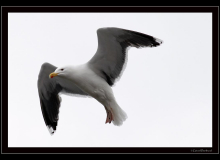 Mouette argentee