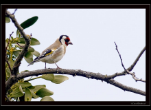 Chardonneret