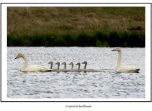 Cygne chanteur