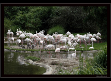 Flamand rose