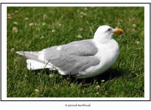 Mouette
