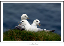 Mouette